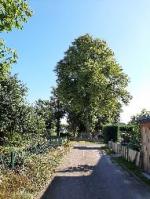 Bild: Die Gemeinde Högersdorf vergibt gegen Gebot das Dickholz von 2 Linden, die vom Brandkrustenpilz befallen sind. Bild: Die Gemeinde Högersdorf vergibt gegen Gebot das Dickholz von 2 Linden, die vom Brandkrustenpilz befallen sind.
